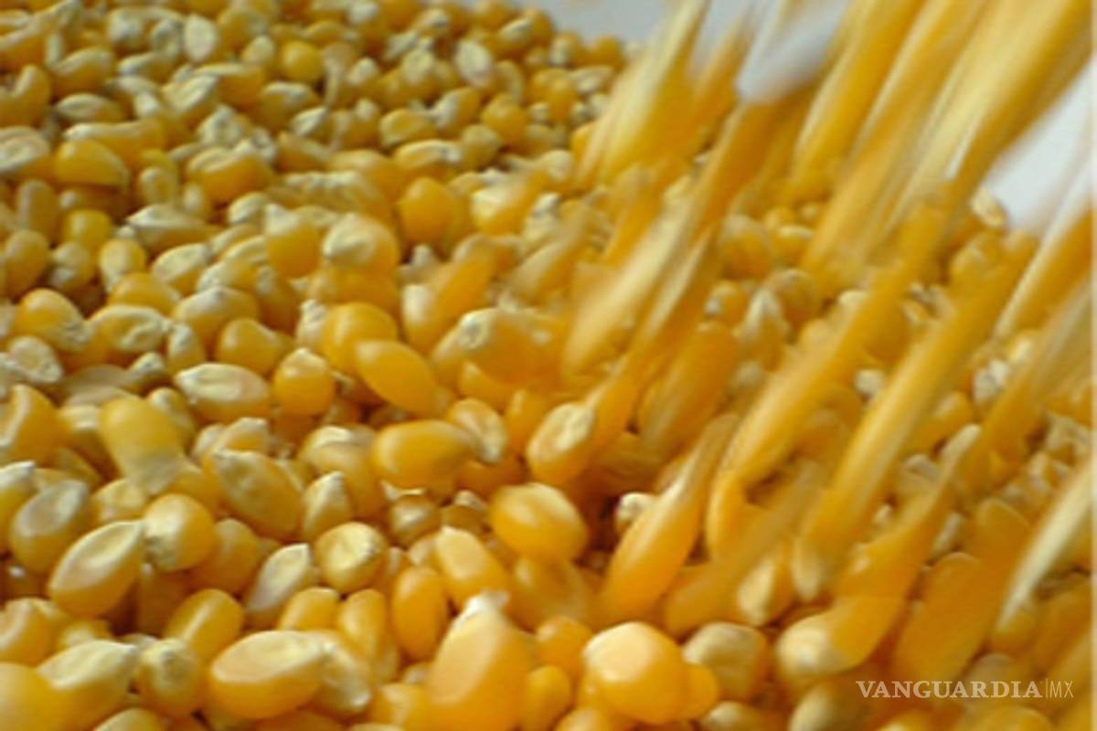 Exigen que se niegue permisos a Monsanto en todas las entidades