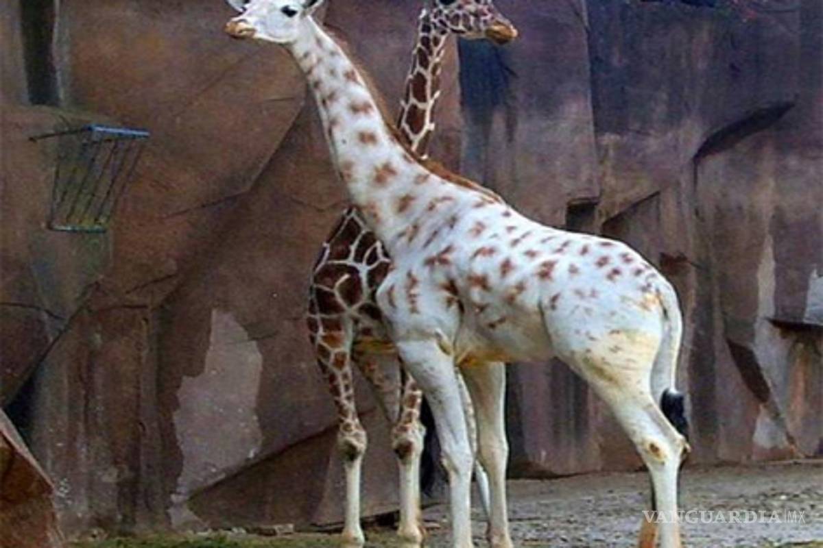 Hallan jirafas albinas en Nairobi