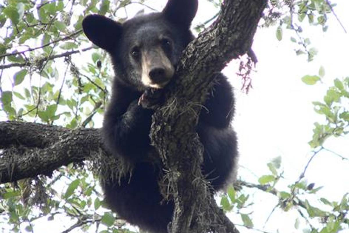 Reportan a Semarnat tres osos en un ejido de Coahuila