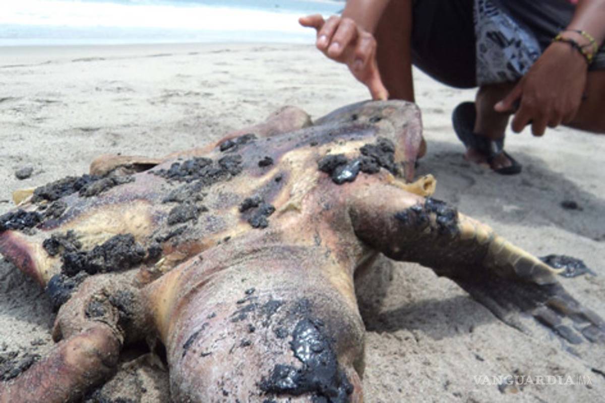 Denuncian a Pemex por muerte de tortugas en Oaxaca