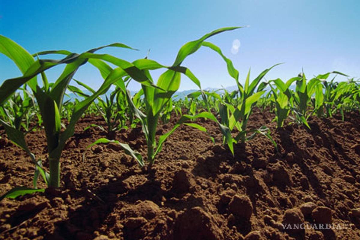 ONG demandará penalmente a compañía Monsanto