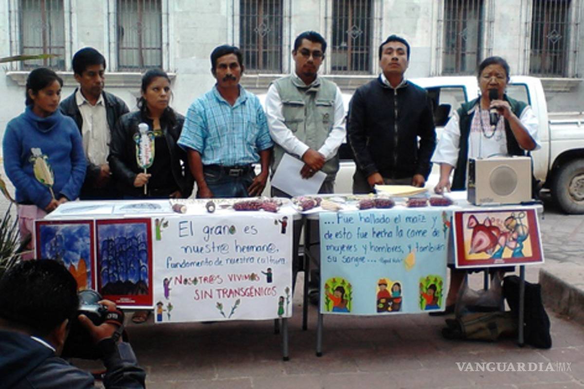 Oaxaqueños defensores del maíz nativo promueven amparo contra siembra de transgénicos