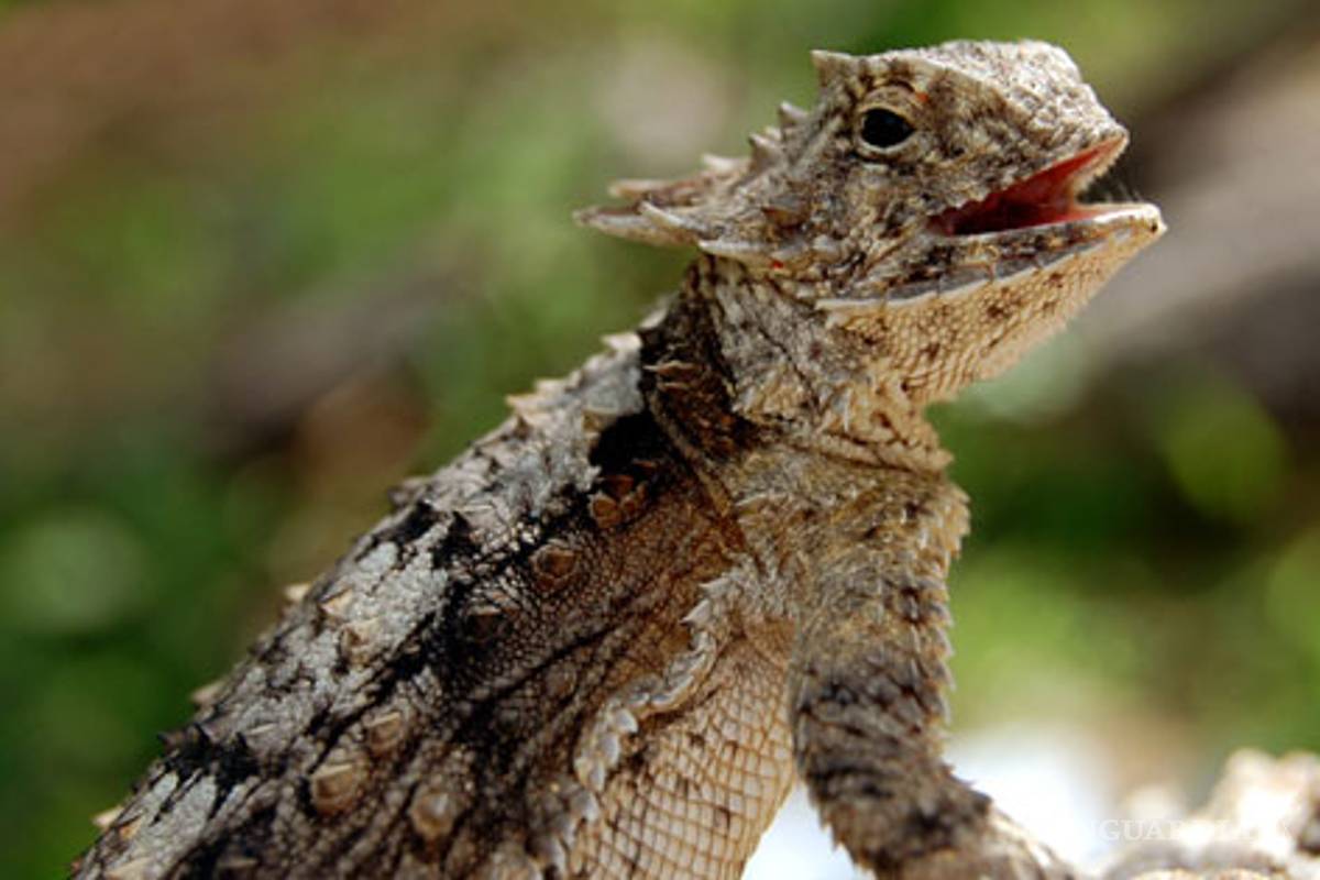 Protegen al camaleón del desierto en Sonora