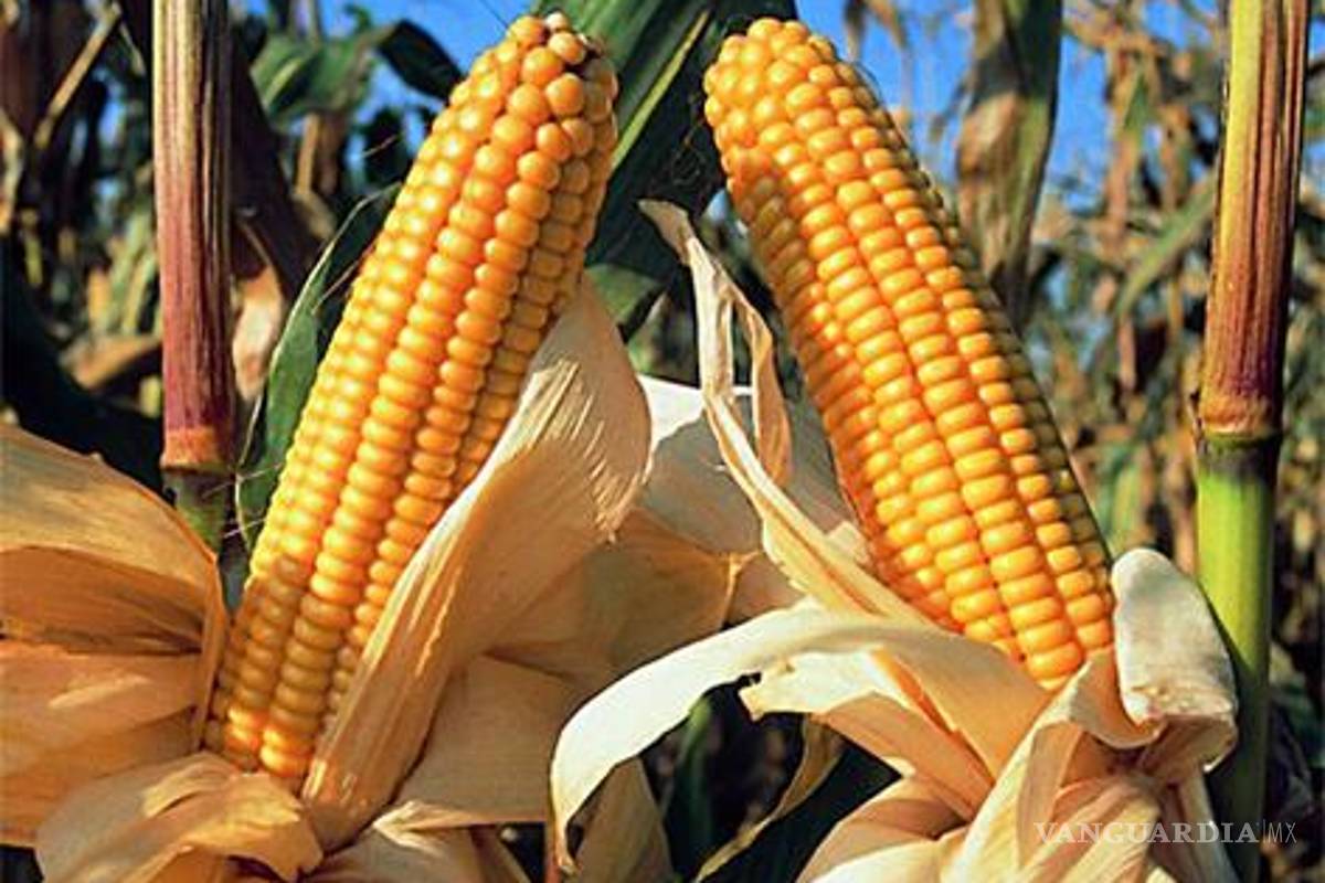 Cultivos tradicionales, en riesgo de ser sustituidos por maíz transgénico