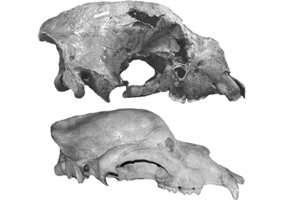 Descubren en Yucatán cráneos de osos extintos hace más de 11 mil años