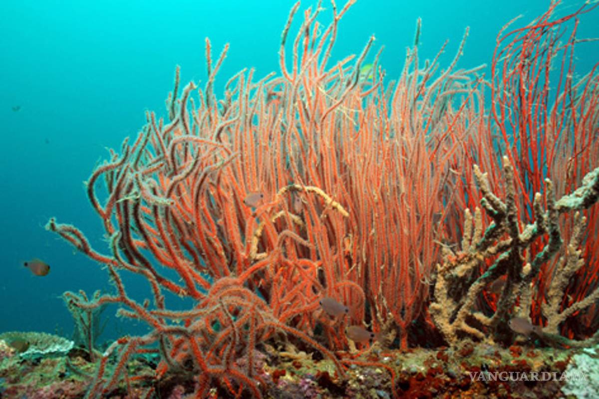 &quot;Violación de los océanos&quot;, robo de corales en Filipinas