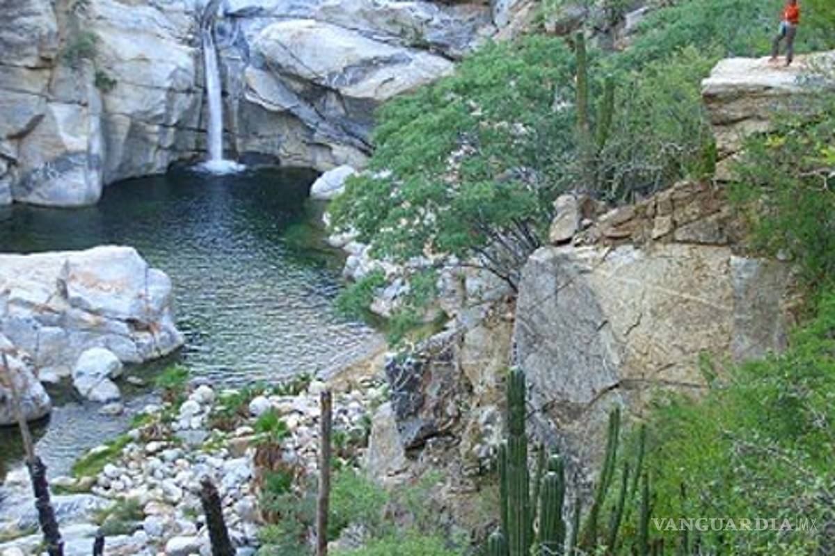 Las dos zonas de manglares más importantes del país, en riesgo