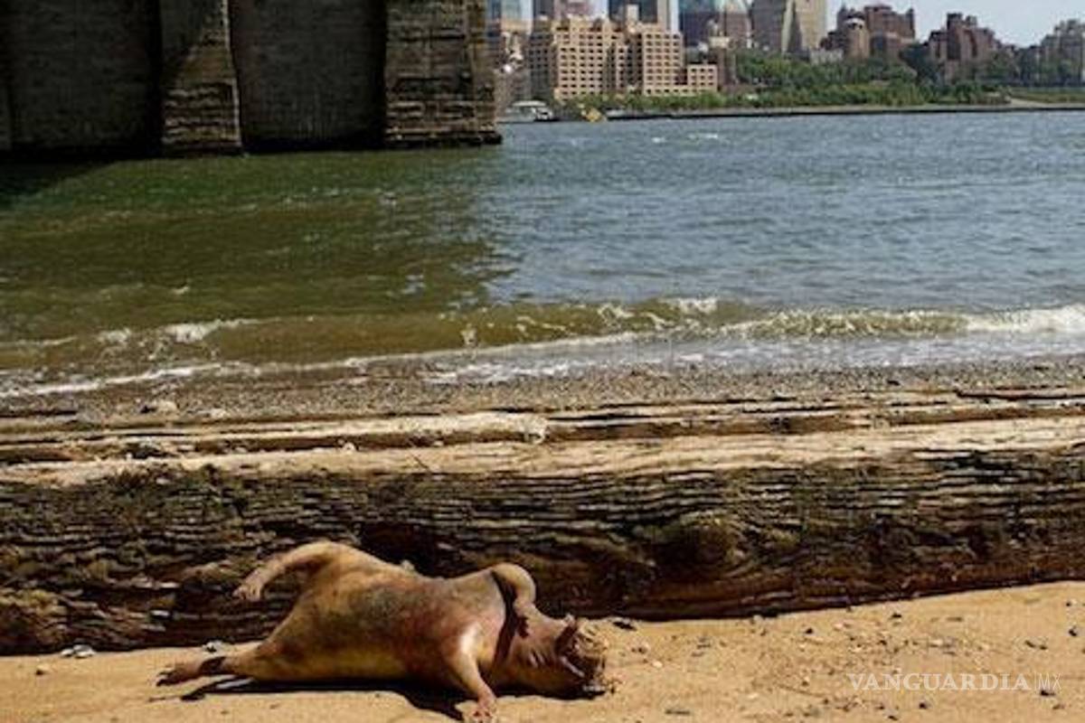 Extrañas y misteriosas criaturas que han aparecido en playas del mundo