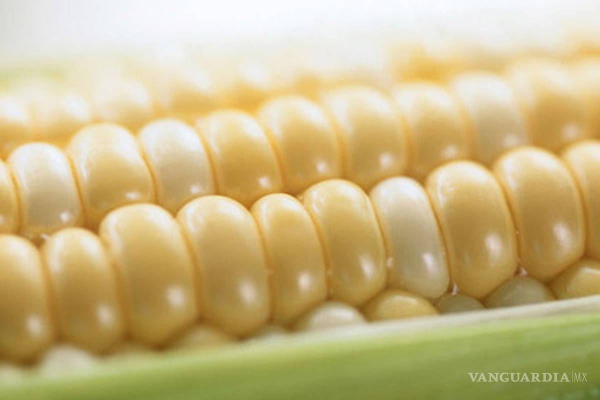 El uso de semillas patentadas, negocio que causa suspicacias