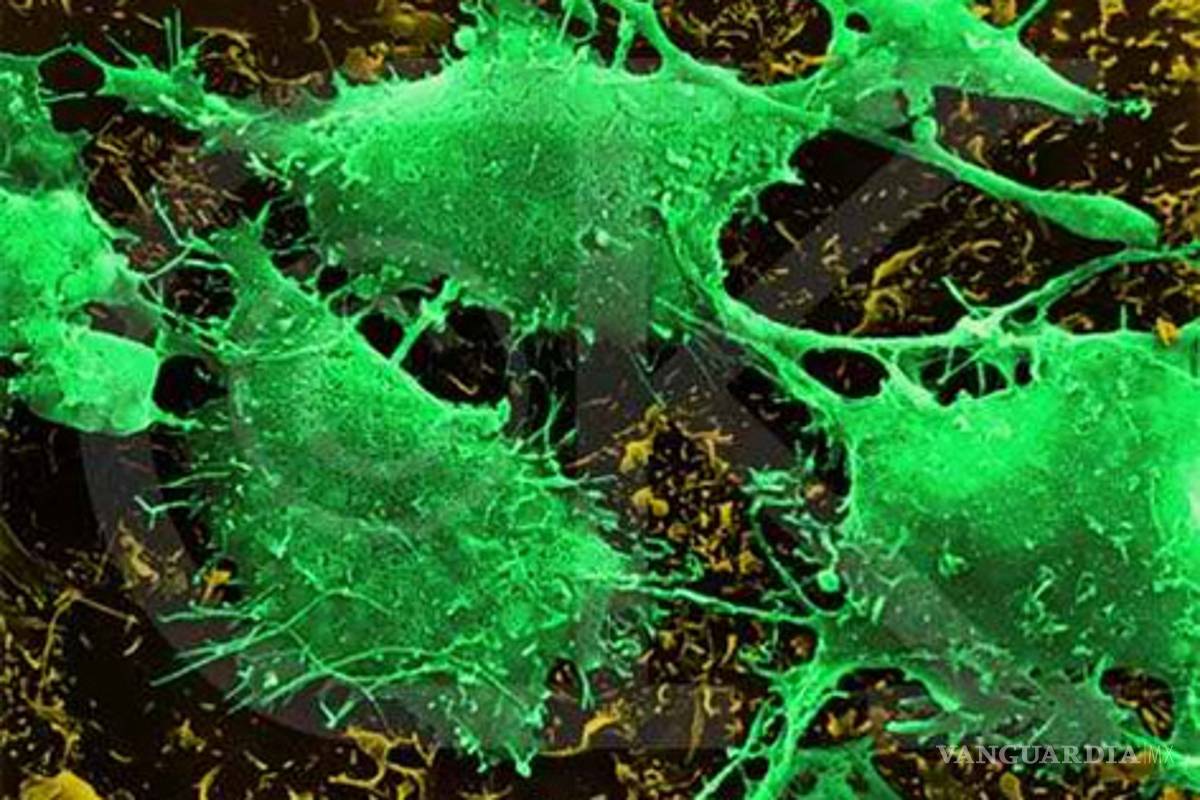 Investigadores encuentran cura para el cáncer, pero no es negocio para farmacéuticas y quizá nunca vea la luz