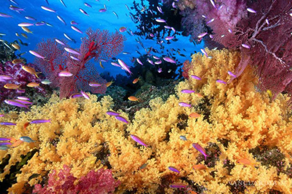Corales podrían desaparecer por el cambio climático