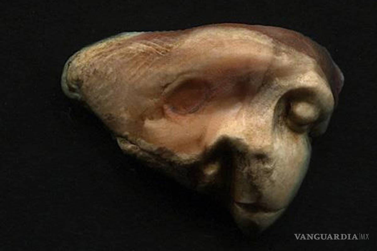 Donde habitan los monstruos