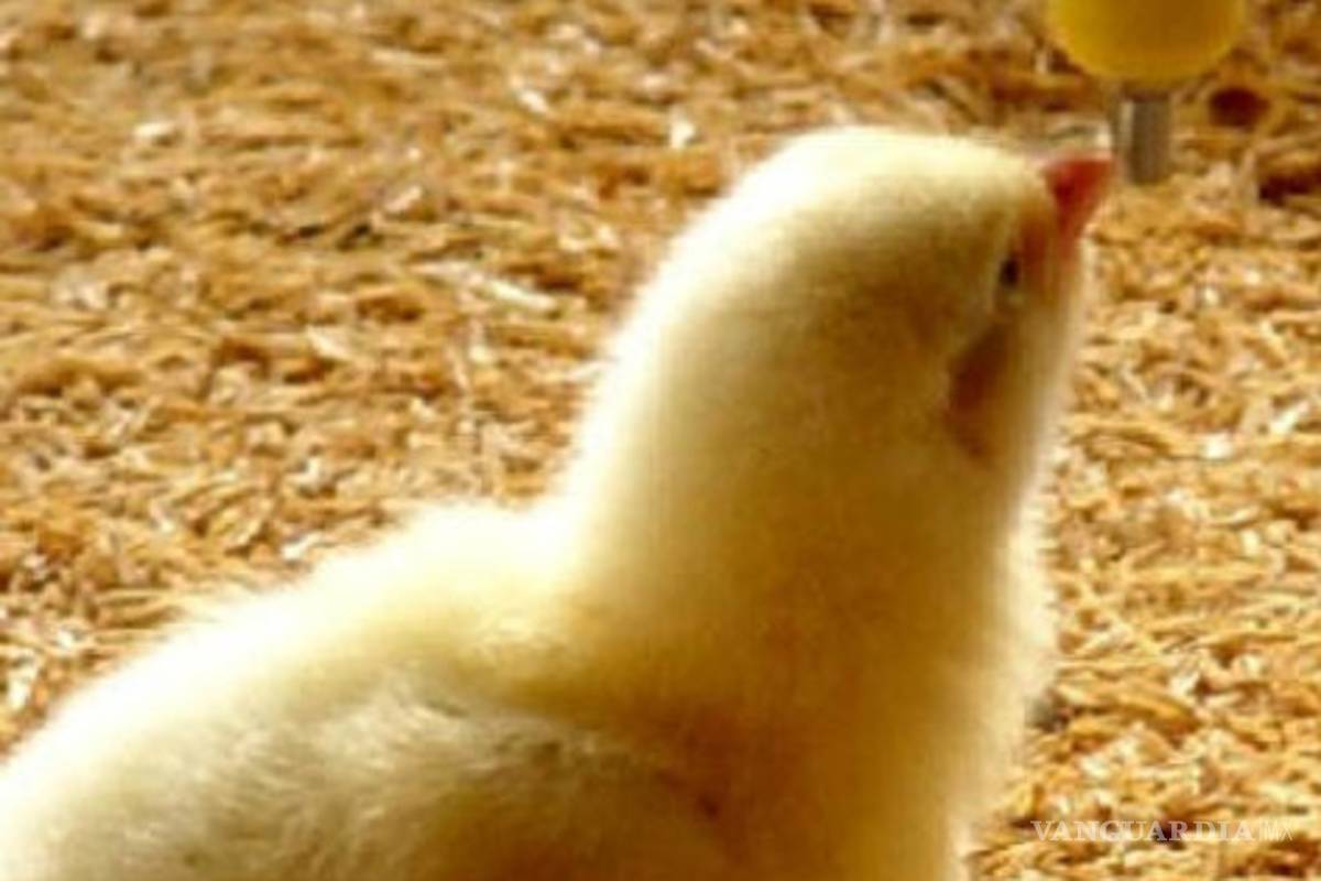 Cambio climático puede aumentar la gripe aviar, alertan