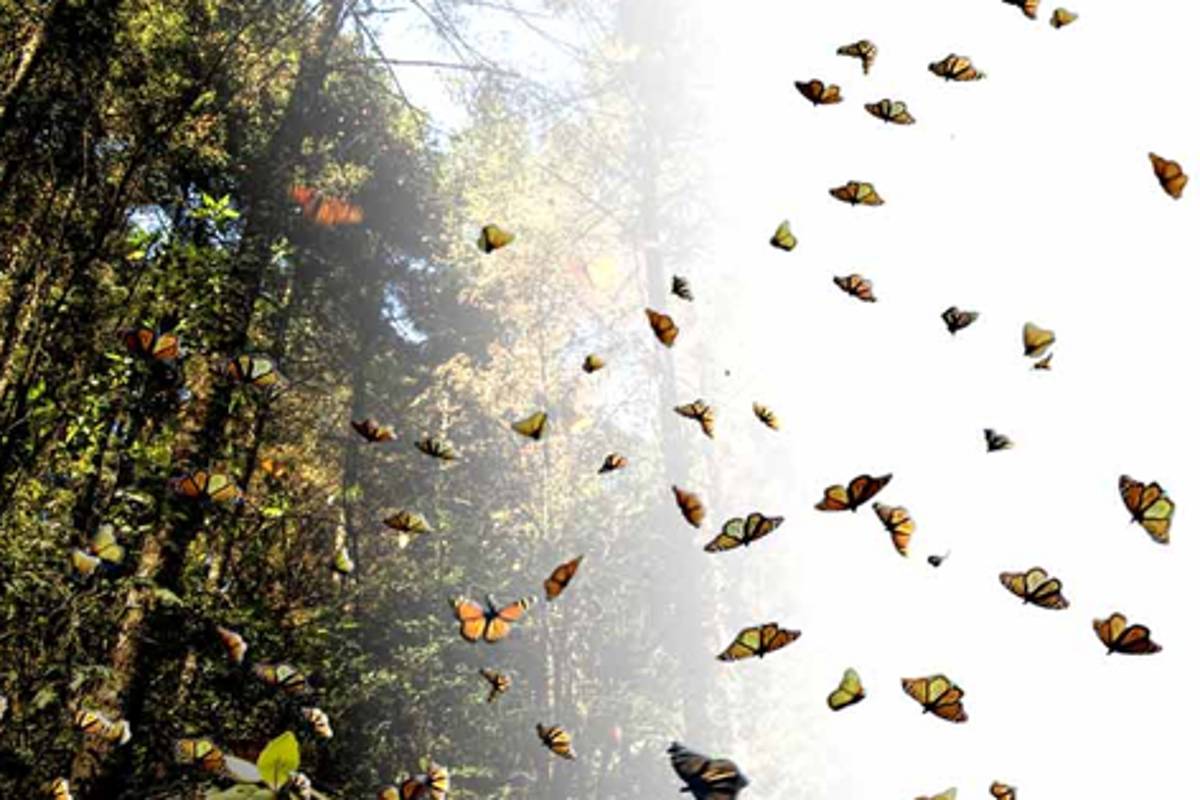 En 18 años se reducirá en más de 75% el territorio de la mariposa monarca