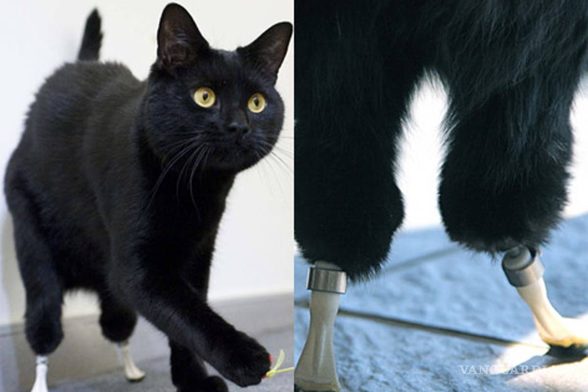 Oscar, el primer gato biónico del mundo