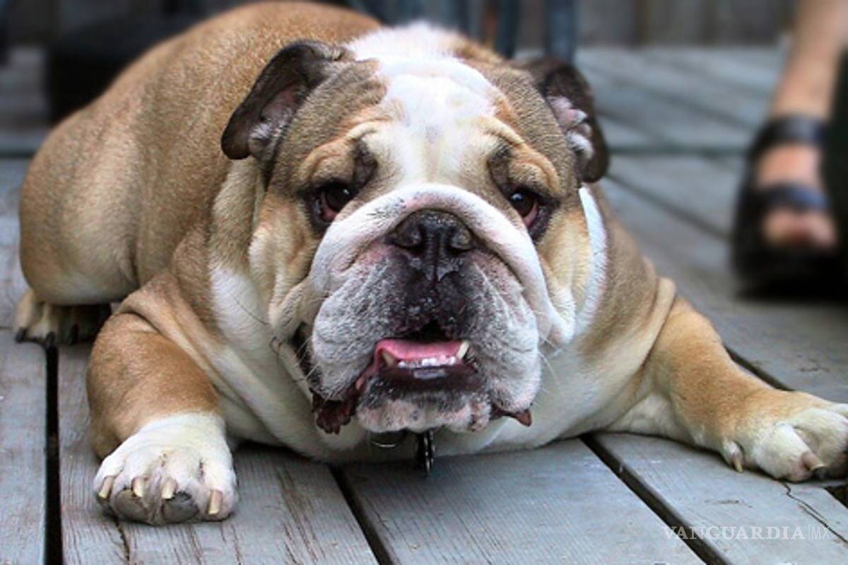 Perrita bulldog asombra al mundo, porque es hermafrodita