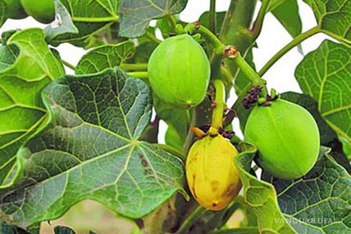 La jatrofa, el arbusto de moda para producir biocombustible