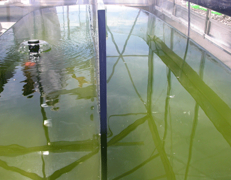 Gasolina de algas, el carburante verde