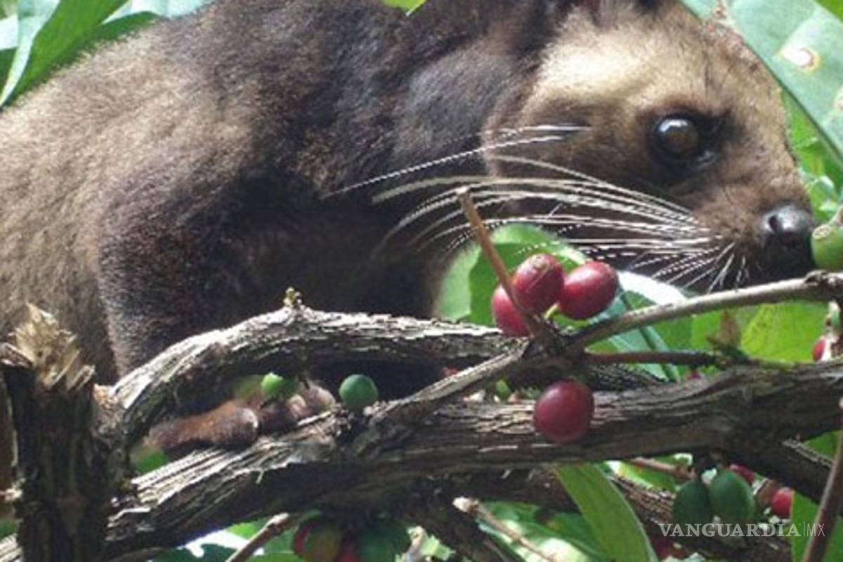 Heces de marsupial, el secreto del mejor café del mundo