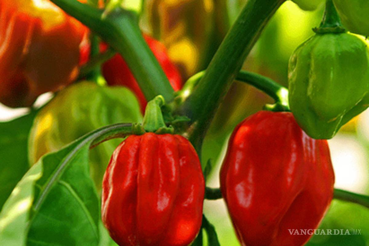 A la baja, la producción de chile en México