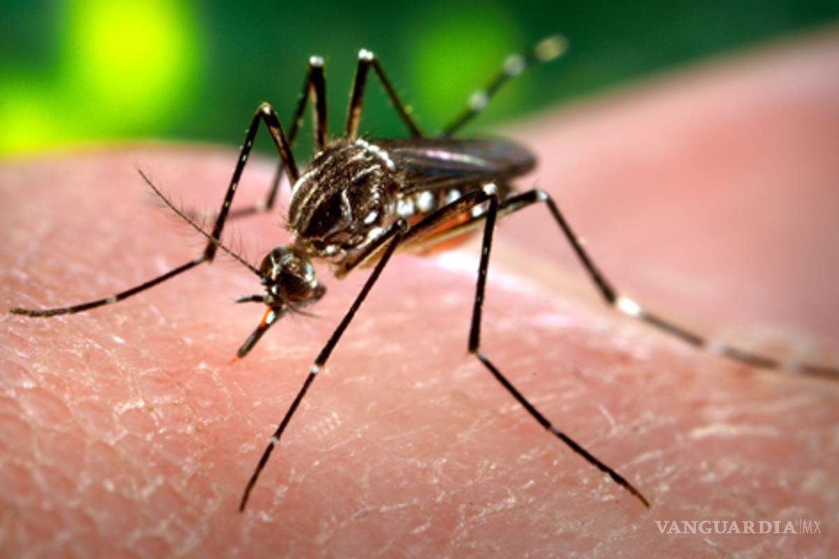 Jalisco reporta cuatro nuevos casos de dengue