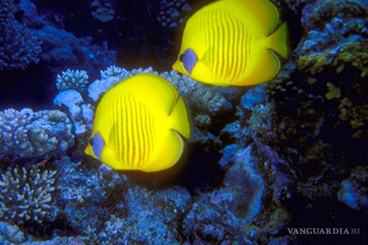 Los peces se comunican entre sí: científico