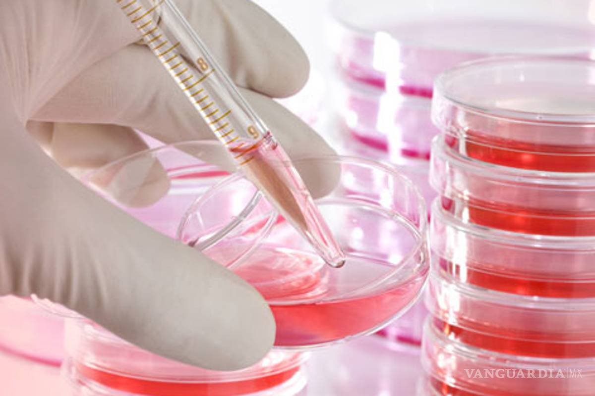 Impulsan en México estudio con células madre dentales