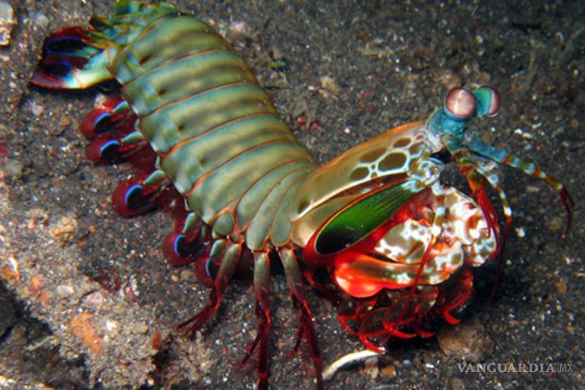 Descubren por qué es tan fuerte el golpe de las tamarutacas