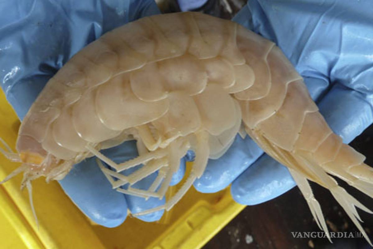 Hallan crustáceo gigante en Nueva Zelanda