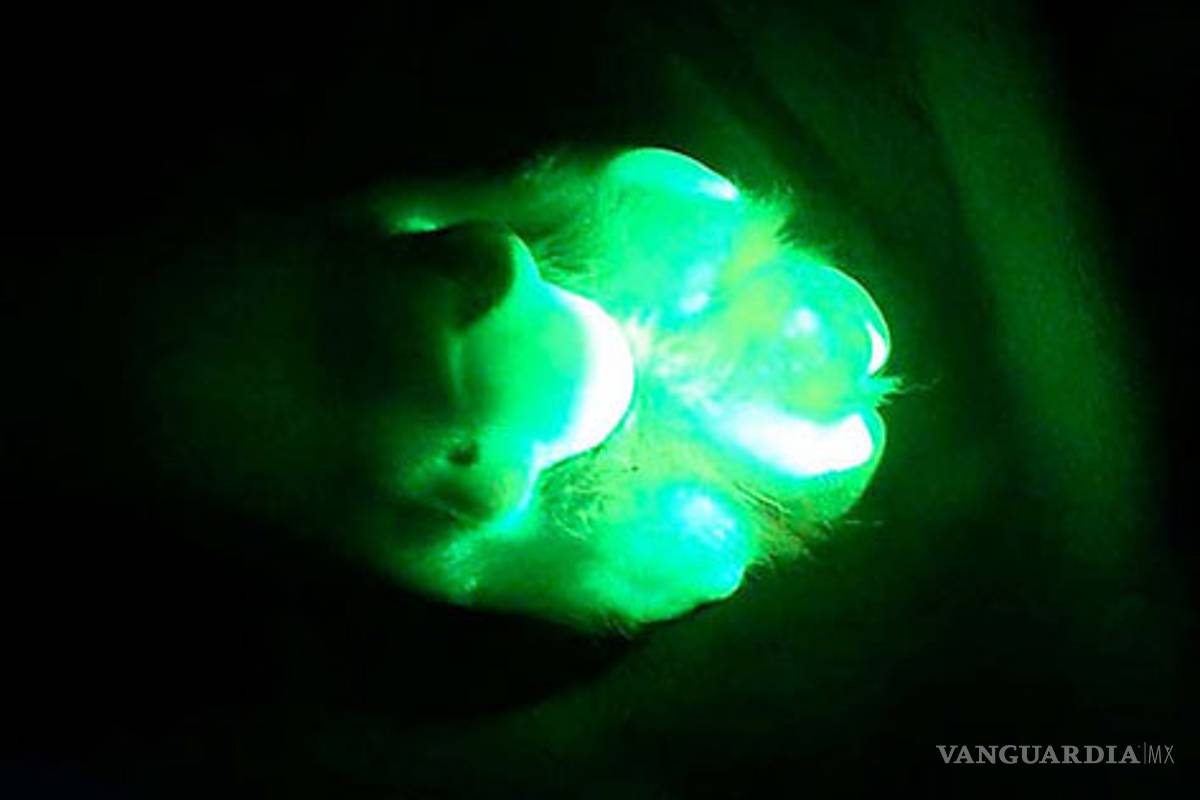 Crean perros fluorescentes para uso médico