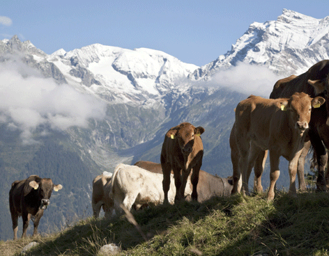 Comer carne, lujo caro para el medioambiente