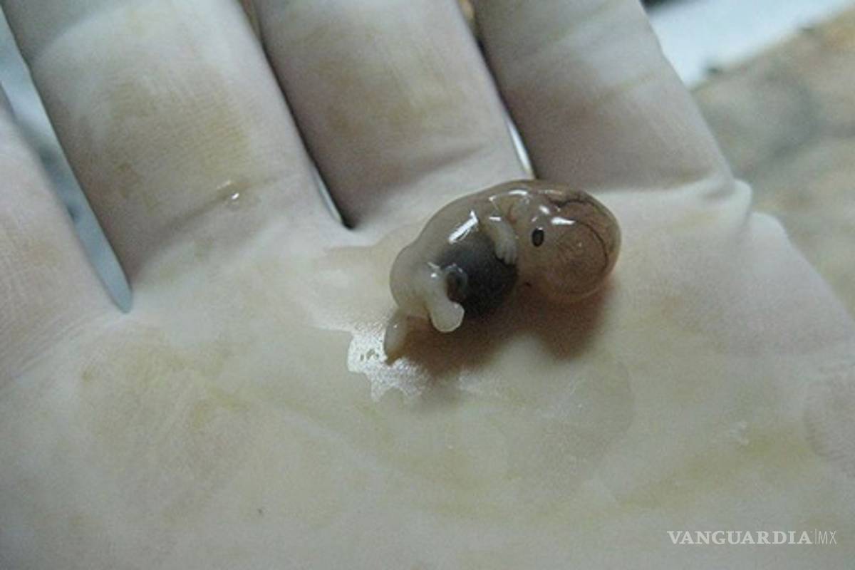 Alertan por aumento de embriones humanos congelados