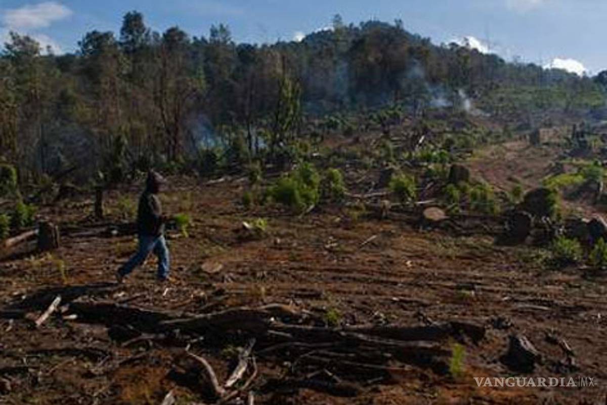 La pérdida de biodiversidad ya rebasó límites, advierte el Pnuma