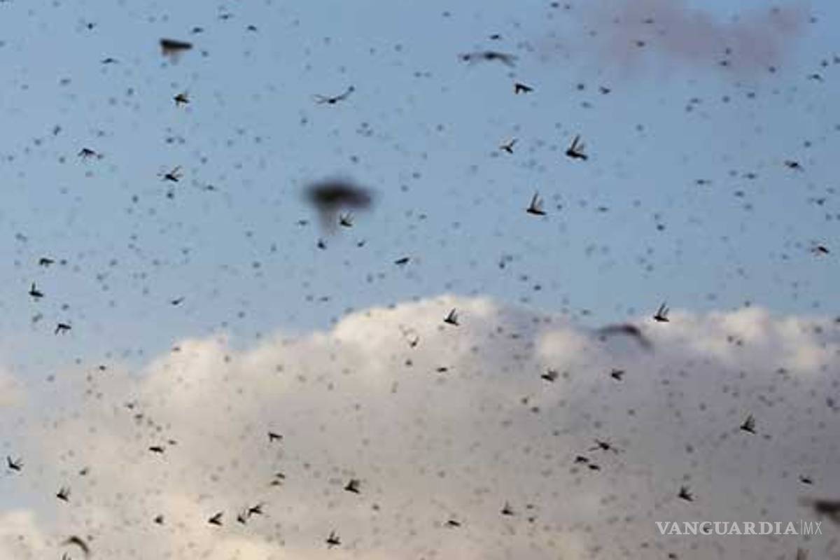 Como plaga bíblica, millones de langostas invaden Israel