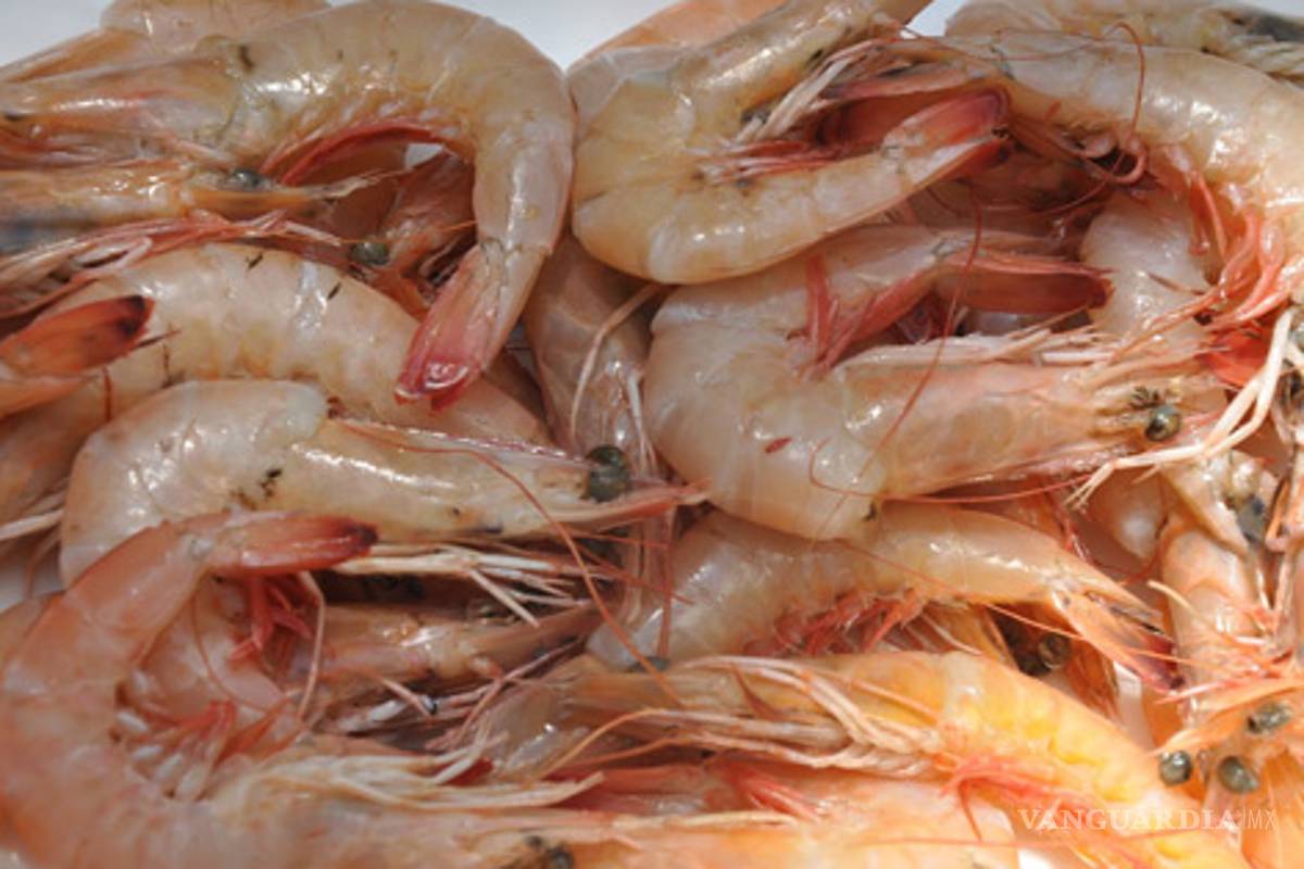 Camarones gigantes invaden el Golfo de México, alertan