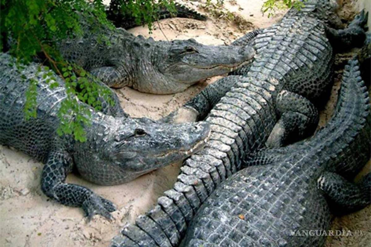 400 cocodrilos escapan de reserva en Veracruz