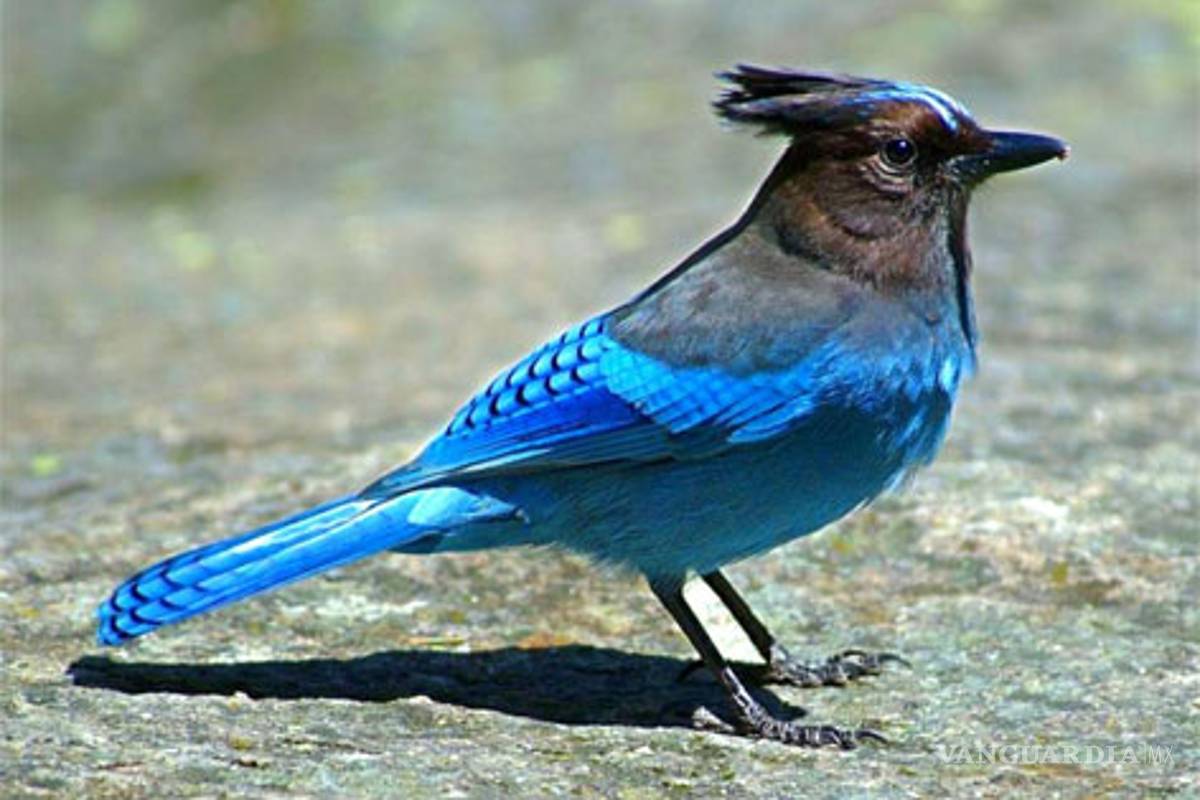 Guatemala, observatorio de aves