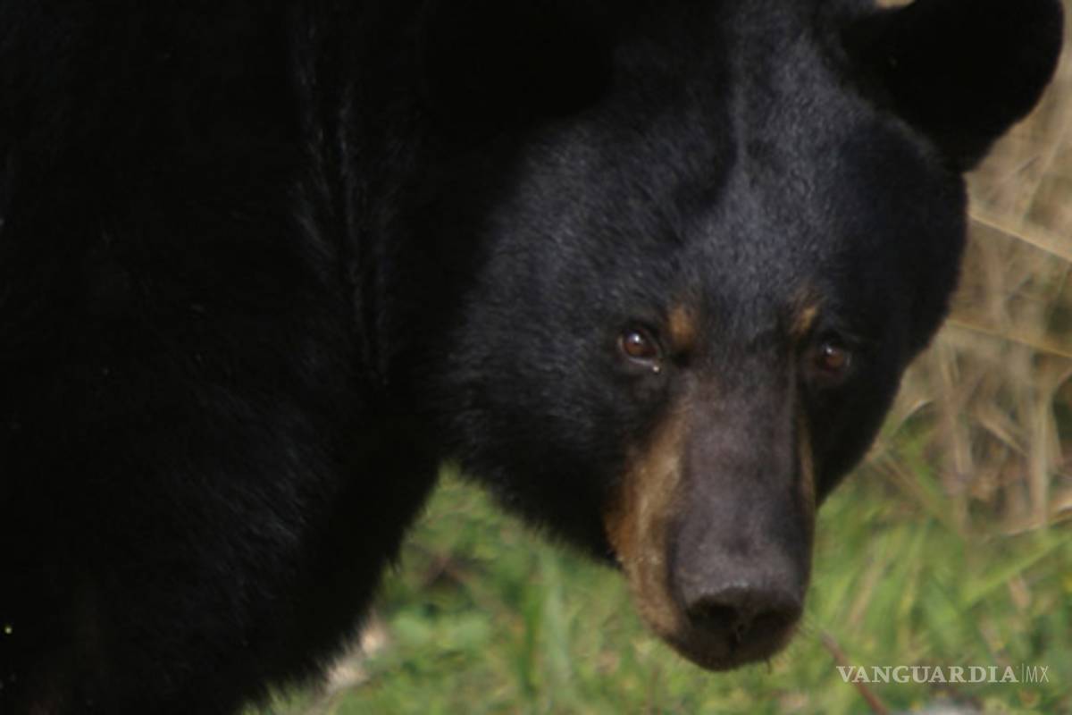 Osos negros machos, más peligrosos que hembras