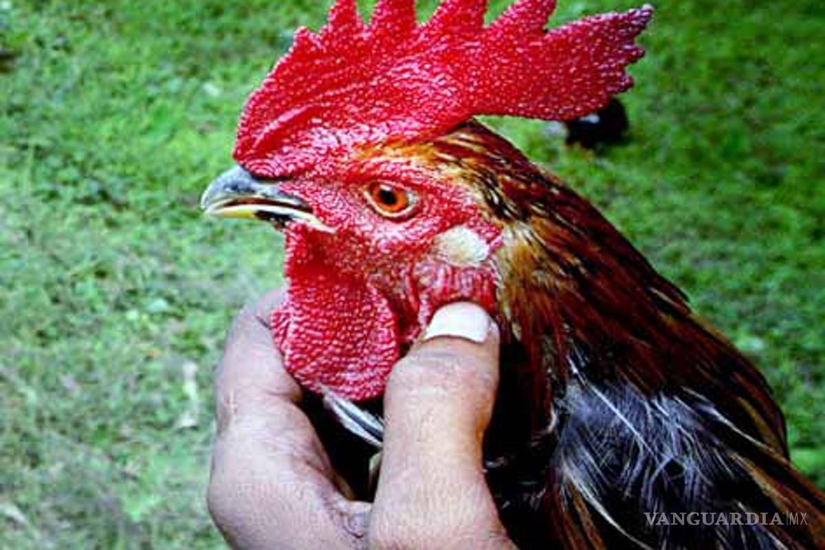 Beneficios de la cresta del gallo