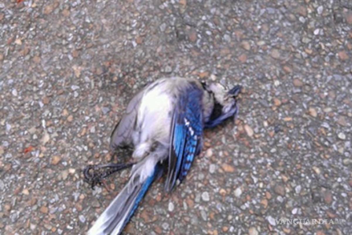 Las aves también honran a sus compañeros caídos