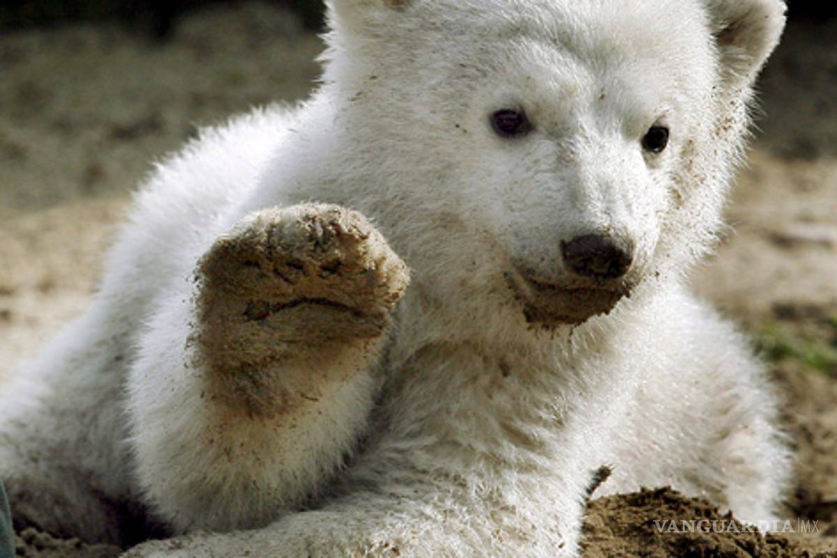 Fallece Knut, el oso polar más querido en Alemania