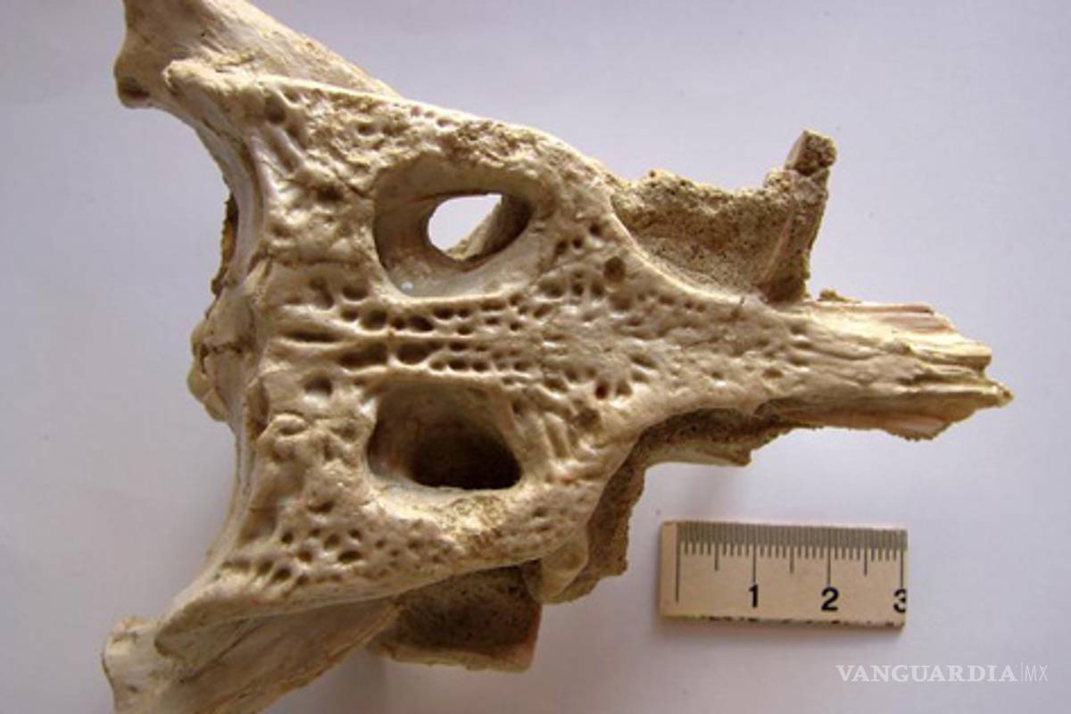 Hallan cocodrilo de hace 100 millones de años