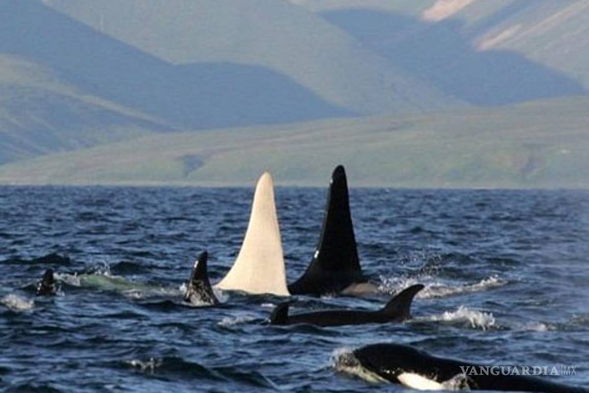 `Iceberg', el rarísimo avistamiento de una orca blanca