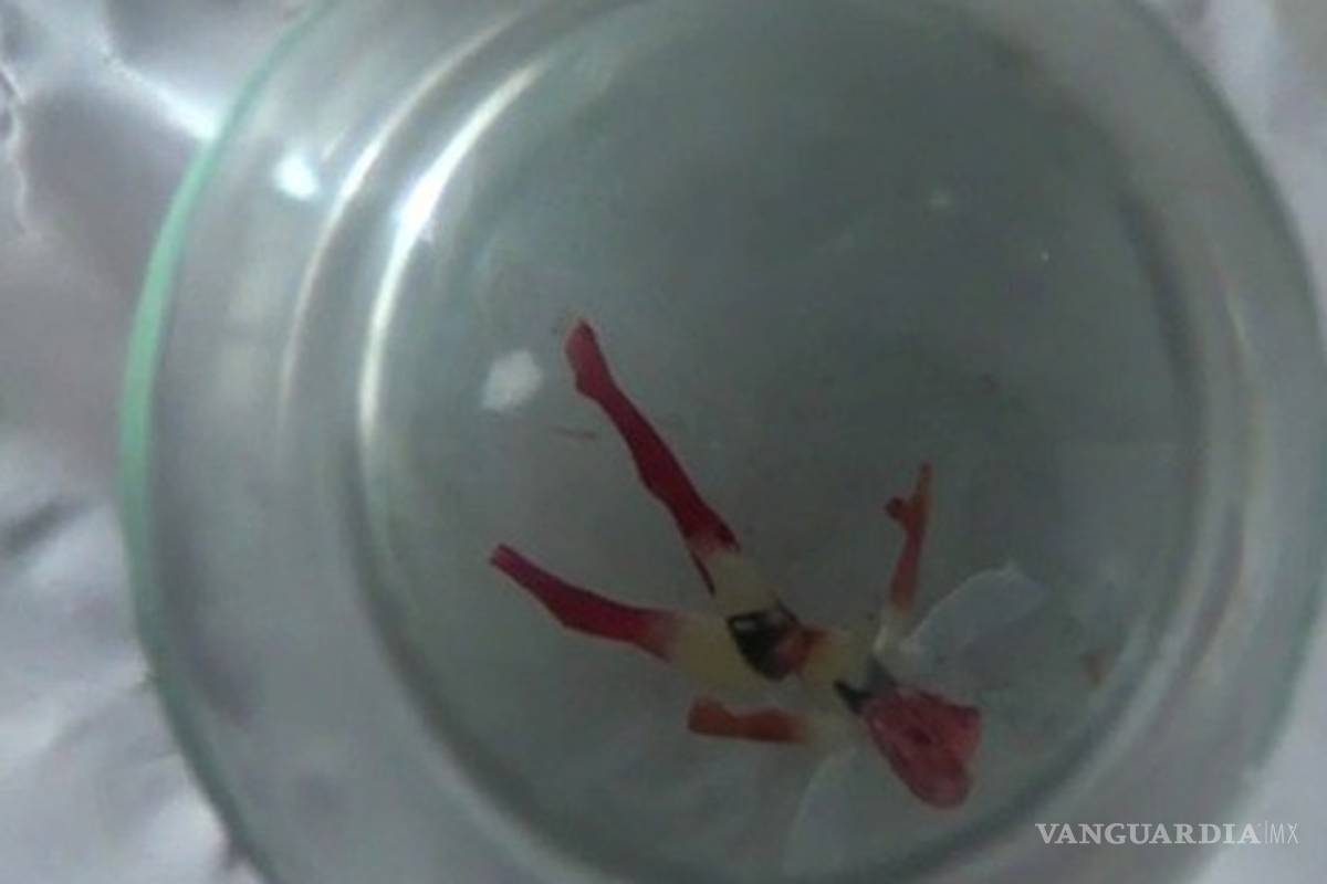 Capturan a supuesta `hada' en Guadalajara