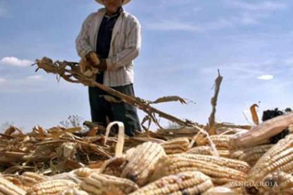 Exigen centrales campesinas frenar siembra de transgénicos