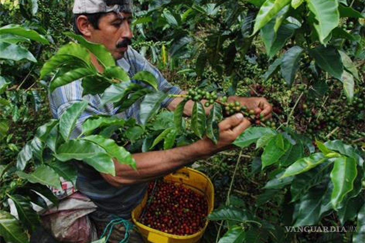 Cayó 70% producción de café en Guerrero