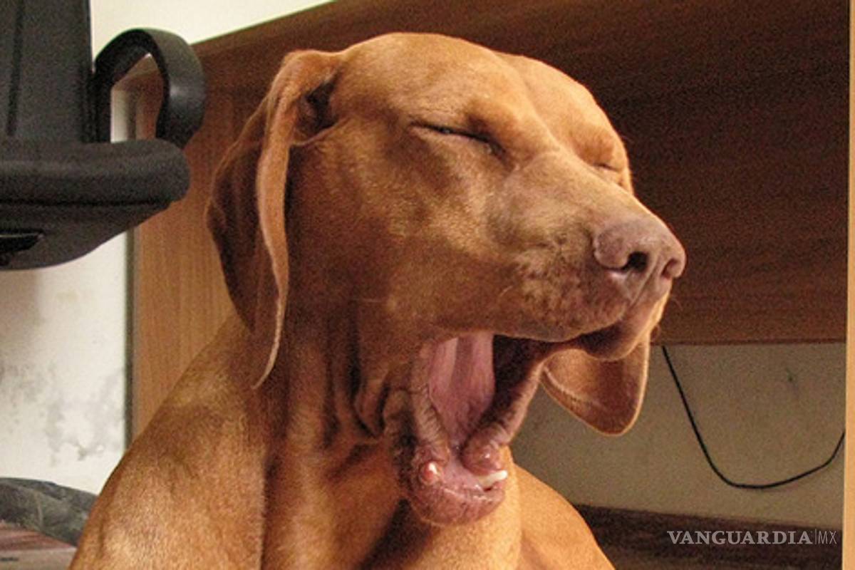 Perros bostezan por imitar dueño