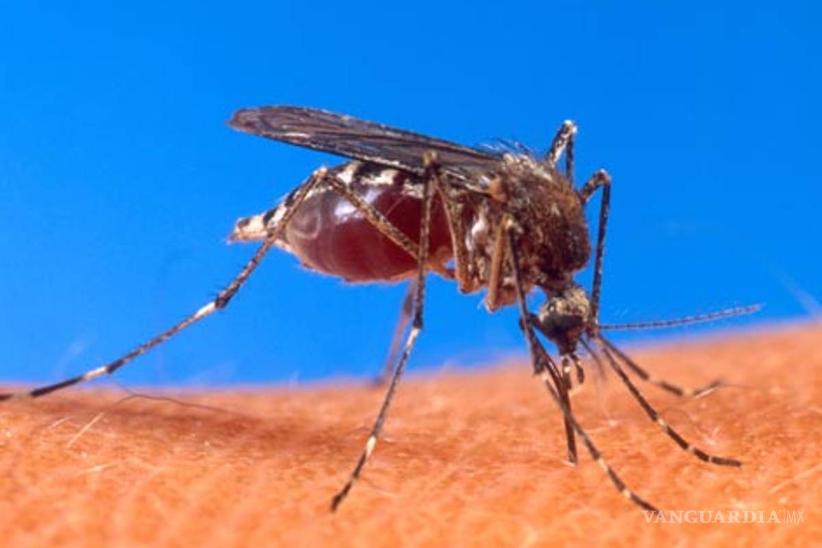 "Mosquitos terminator" contra el dengue