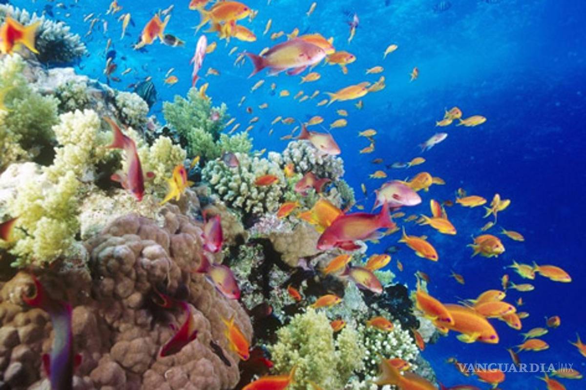 Biodiversidad: Seis frases para recordarla