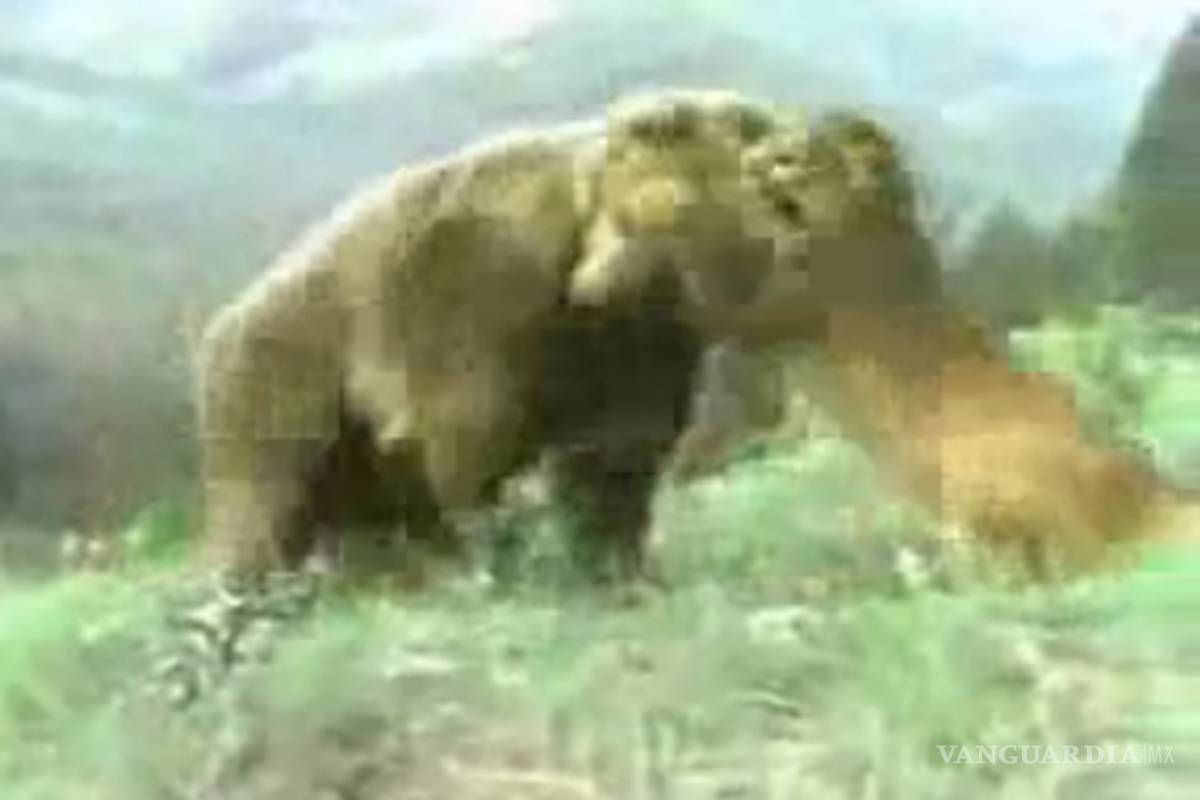 Puma ataca a hombre y es rescatado por un oso